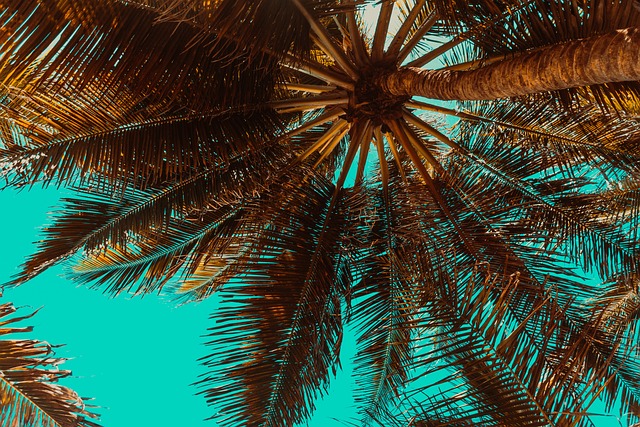 Giv din have et eksotisk præg med palmer og tropiske planter