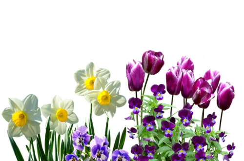 Tips til at plante påskeliljer i din have