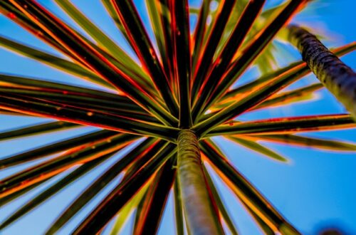 Skab et paradis for bier og sommerfugle i din have