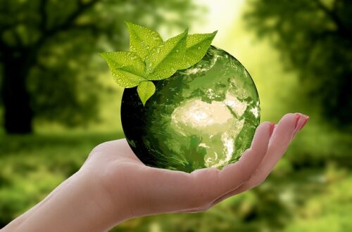 Mandeltræer og bæredygtighed: En fremtidig kilde til fødevarer og energi?