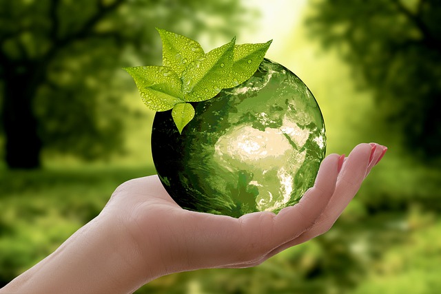 Mandeltræer og bæredygtighed: En fremtidig kilde til fødevarer og energi?