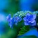 Hydrangea Heaven: Exploring Stunning Landscaping Ideas with Hydrangea Shrubs
