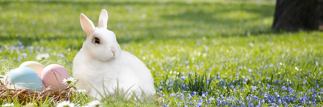 De fem største fejltagelser ved kaninfodring - undgå dem og hold din kanin sund