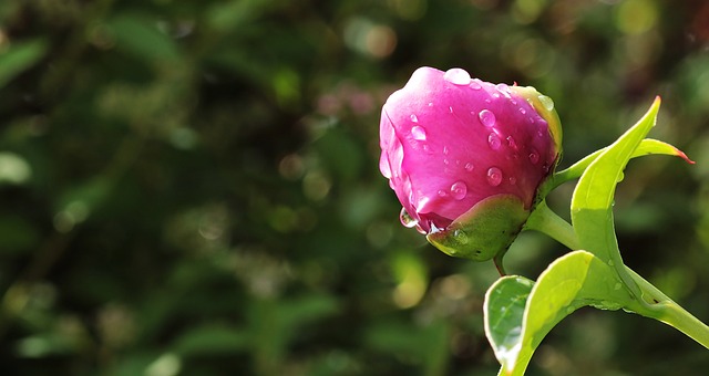 Den fortryllende verden af pæoner: En dybdegående guide til denne smukke blomst