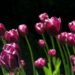 Tulipanløg tilpasset klimaforandringer: Hvordan vælger du de mest hårdføre sorter?